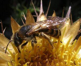  abeja libando en una flor 