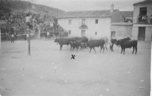 novillo de los casados