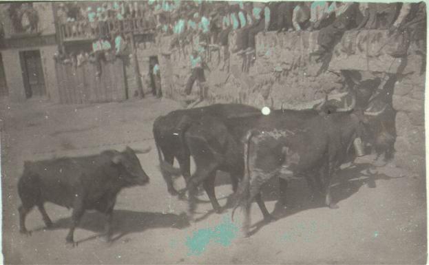 cabestros y novillo a los toriles