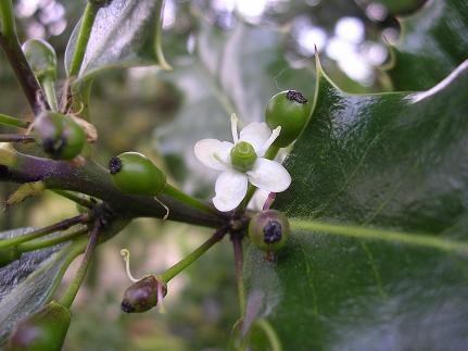  flor femenina 