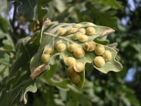 agallas lenteja de verano