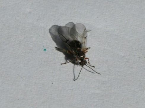 larva en la agalla