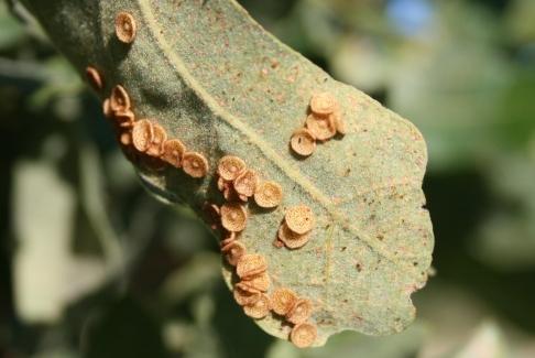 agallas lenticulares