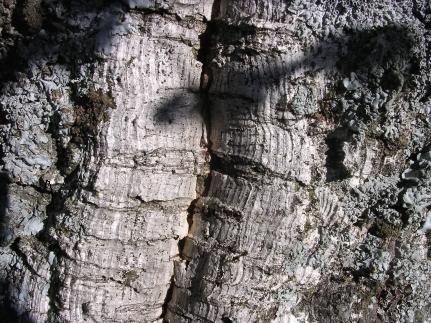  detalle de la corteza, "corcho" 