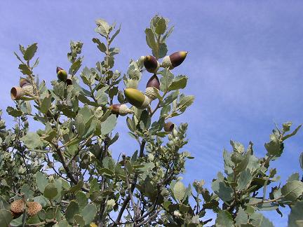  fruto, glande y cascabullo 