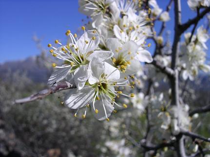  flores 