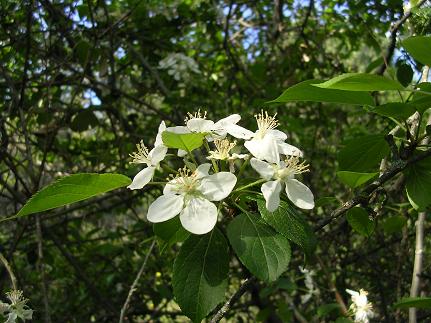  flores caractersticas 