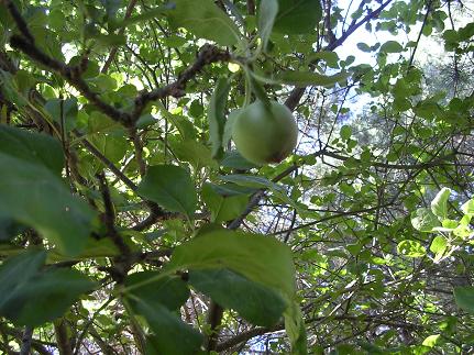  frutos pequeños verde amarillentos 