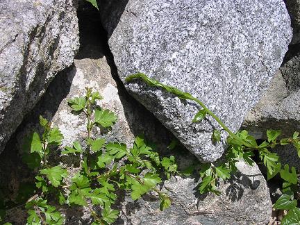  detalle del lupio 