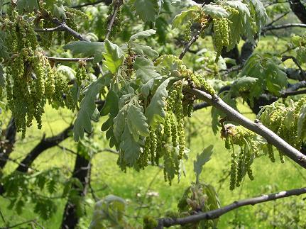  amentos masculinos en primavera 