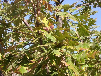  fruto en otoño 