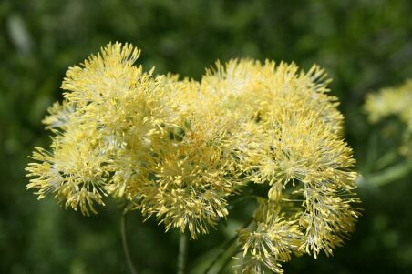  estambres de las flores en inflorescencia 