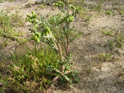  vista general de la planta 