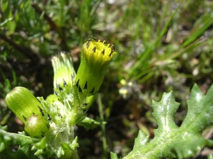  detalle de las flores 