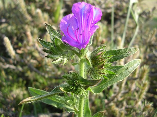 flor de viborera