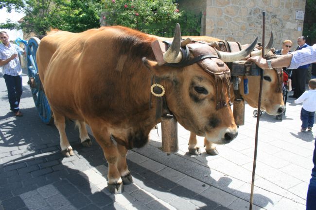 asturianos