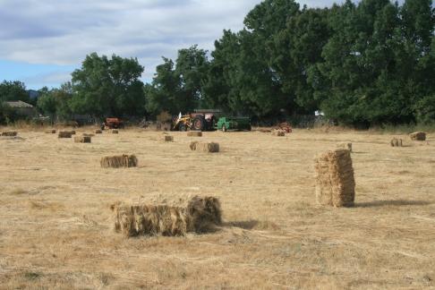 pacas en el prado