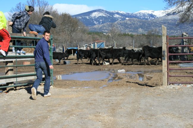 en el corral