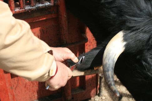 marca en la oreja