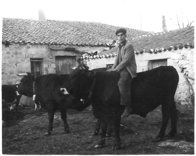 montado en la vaca