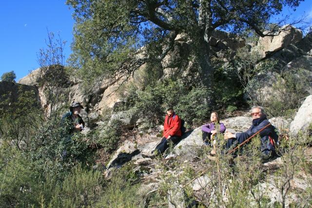  tomando el sol junto a otro alcornoque