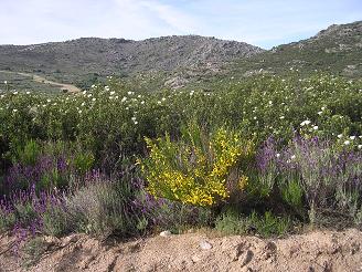  flores de cantueso, jara y retama 