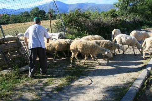 llevando las ovejas al pajar