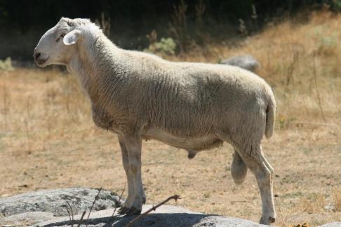 ejemplar de carnero en la dehesa