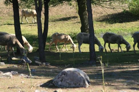 ovejas pastando cerca del arroyo del Piojo