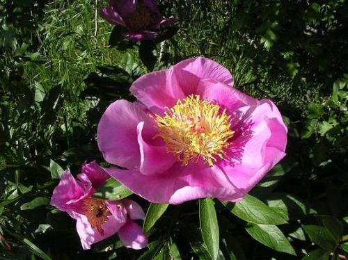  hermosa flor de peonía 