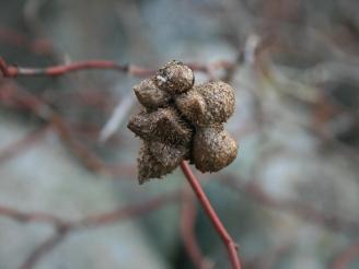  agalla seca de rosal silvestre 