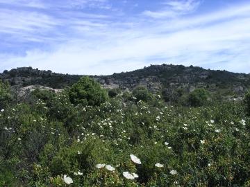 zona de Castillejos