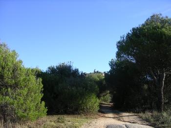 camino cercano al vivero