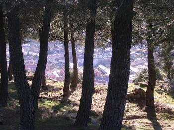 vista entre los pinos