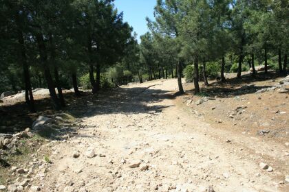 bajando entre pinos