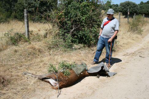 contemplando el venado